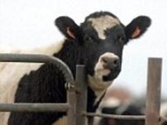 up to 1,000 people could die from mad cow disease due to being given infected  blood in hospitals